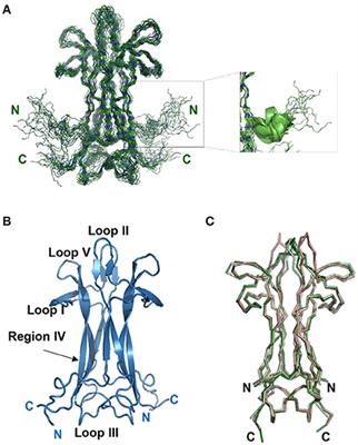 Conformational Rigidity within Plasticity Promotes Differential Target Recognition of Nerve Growth Factor